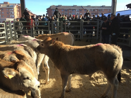 CARMAGNOLA - Ripresa delle Aste dei Bovini con misure di sicurezza contro la diffusione della BTV8