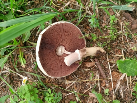 NICHELINO - Funghi tossici nelle aree verdi fronte al cimitero