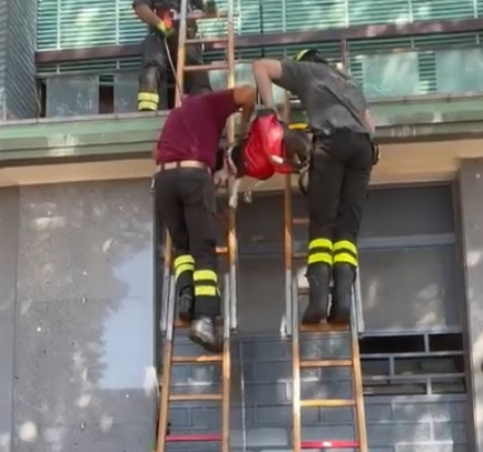 CARIGNANO - I vigili del fuoco salvano un cagnolino rimasto in bilico su un balcone