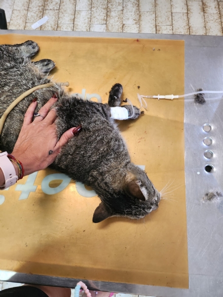 ANIMALI - Gatti nel mirino in cintura, tra balordi che li prendono a calci e spari con pistole a pallini