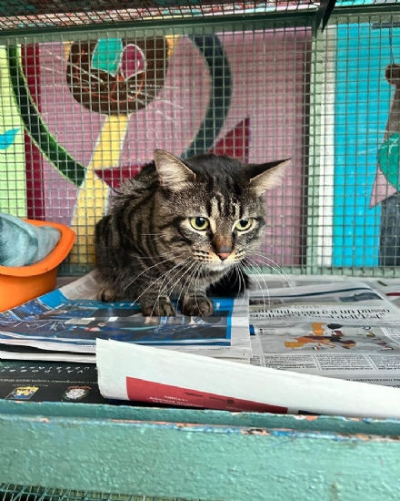 MONCALIERI - Il canile-gattile rifugio Albero di Mais chiede aiuto: servono nuovi volontari