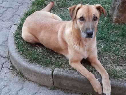 MONCALIERI - La giornata del dono al canile Albero di Mais, dove si potrà aiutare gli animali che cercano ancora un padrone