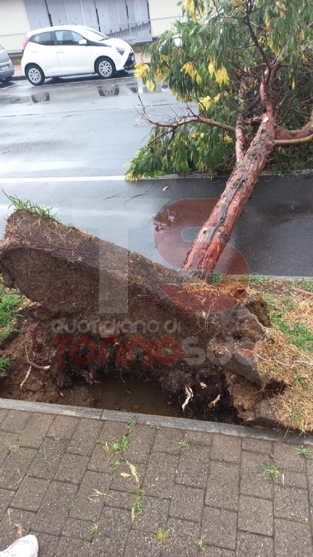 TROMBA D'ARIA - In campo anche i trattori per rimuovere le centinaia di alberi caduti - LE FOTO -