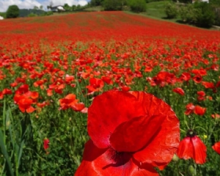 CINTURA - Tutti pazzi per le fioriture di Papaveri: da Moncalieri a Carmagnola uno spettacolo di colori