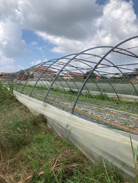 TROFARELLO - La tromba d'aria di domenica ha provocato seri danni anche all'agricoltura