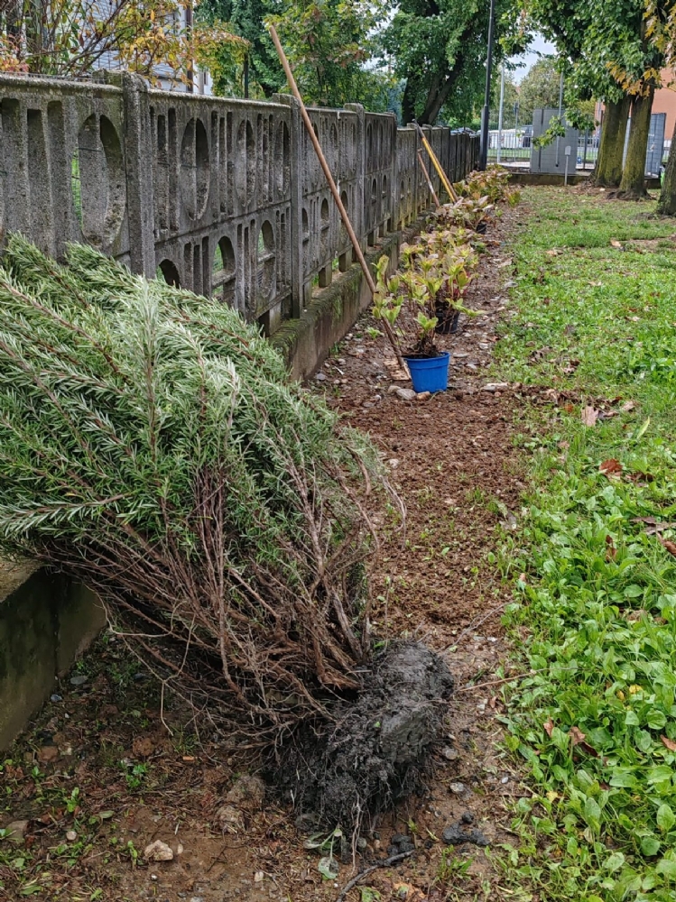 RIVALTA - Bimbi della scuola «giardinieri» danno nuova vita alla piazzetta di Gerbole - FOTO