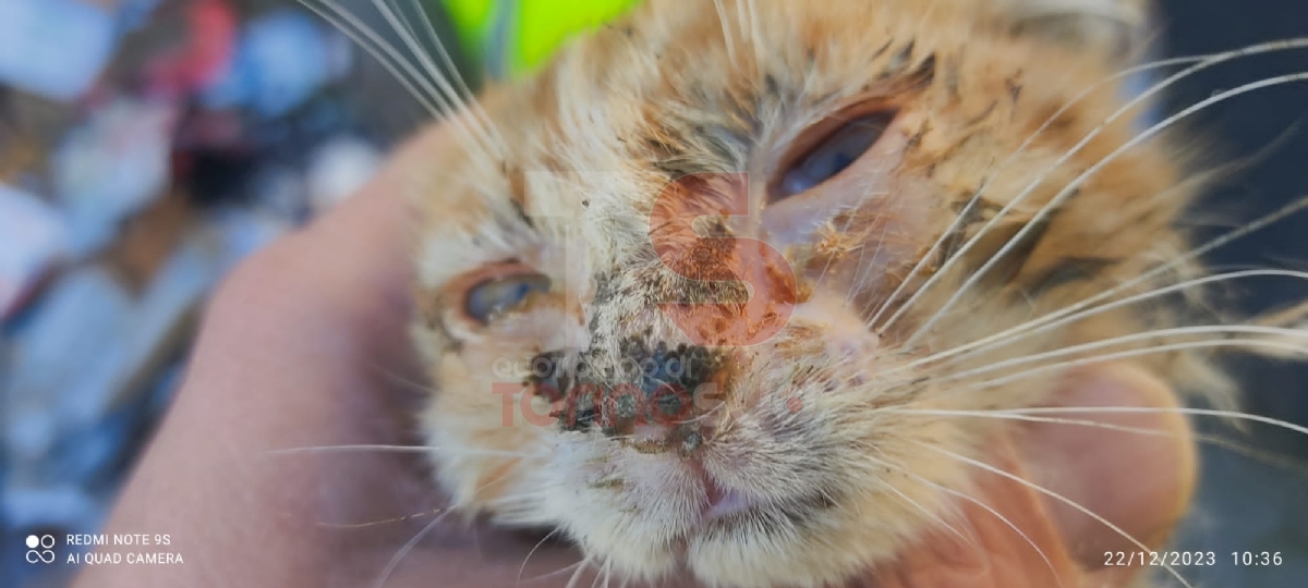 MONCALIERI - Tre gattini abbandonati in una scatola in mezzo ai rifiuti: salvati dalle Giacche Verdi - FOTO