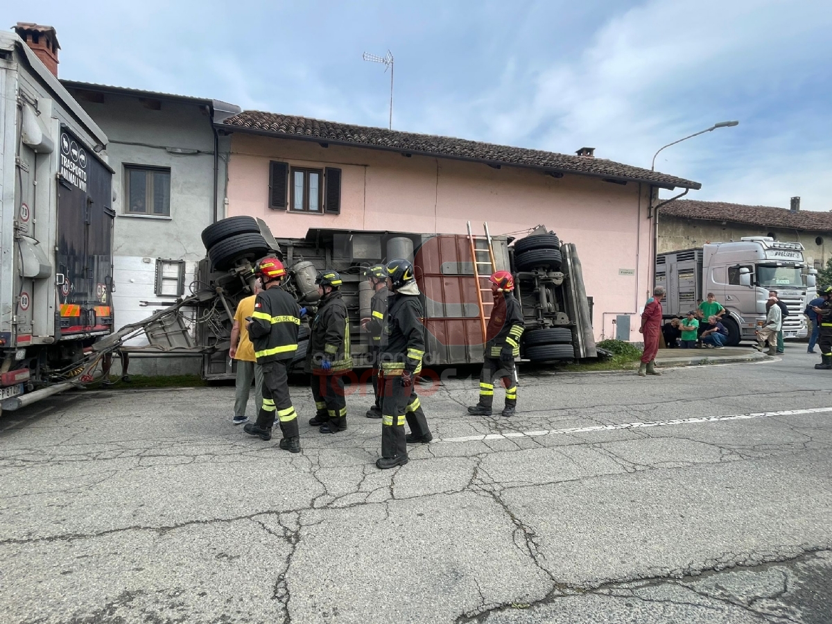 PANCALIERI - Si ribalta rimorchio che trasporta maiali: morti una dozzina di animali - LE FOTO -