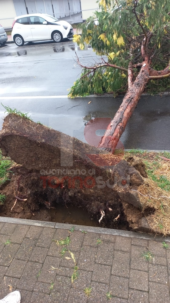 CINTURA SUD - Intenso temporale, alberi pericolanti e allagamenti a Beinasco