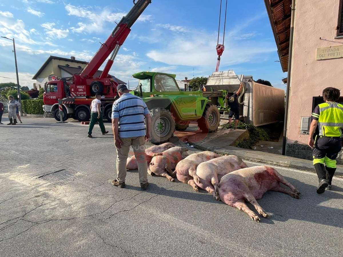 PANCALIERI - Si ribalta rimorchio che trasporta maiali: morti una dozzina di animali - LE FOTO -